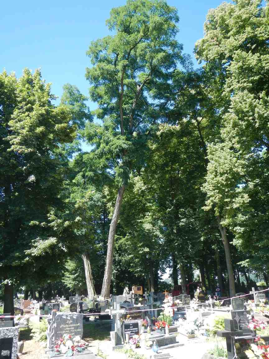wycinanie drzewa na cmentarzu