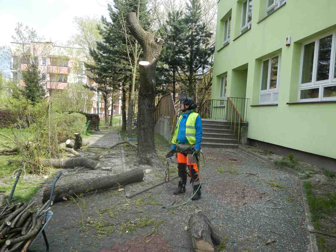 wycinanie drzewa przy budnyku szkolnym