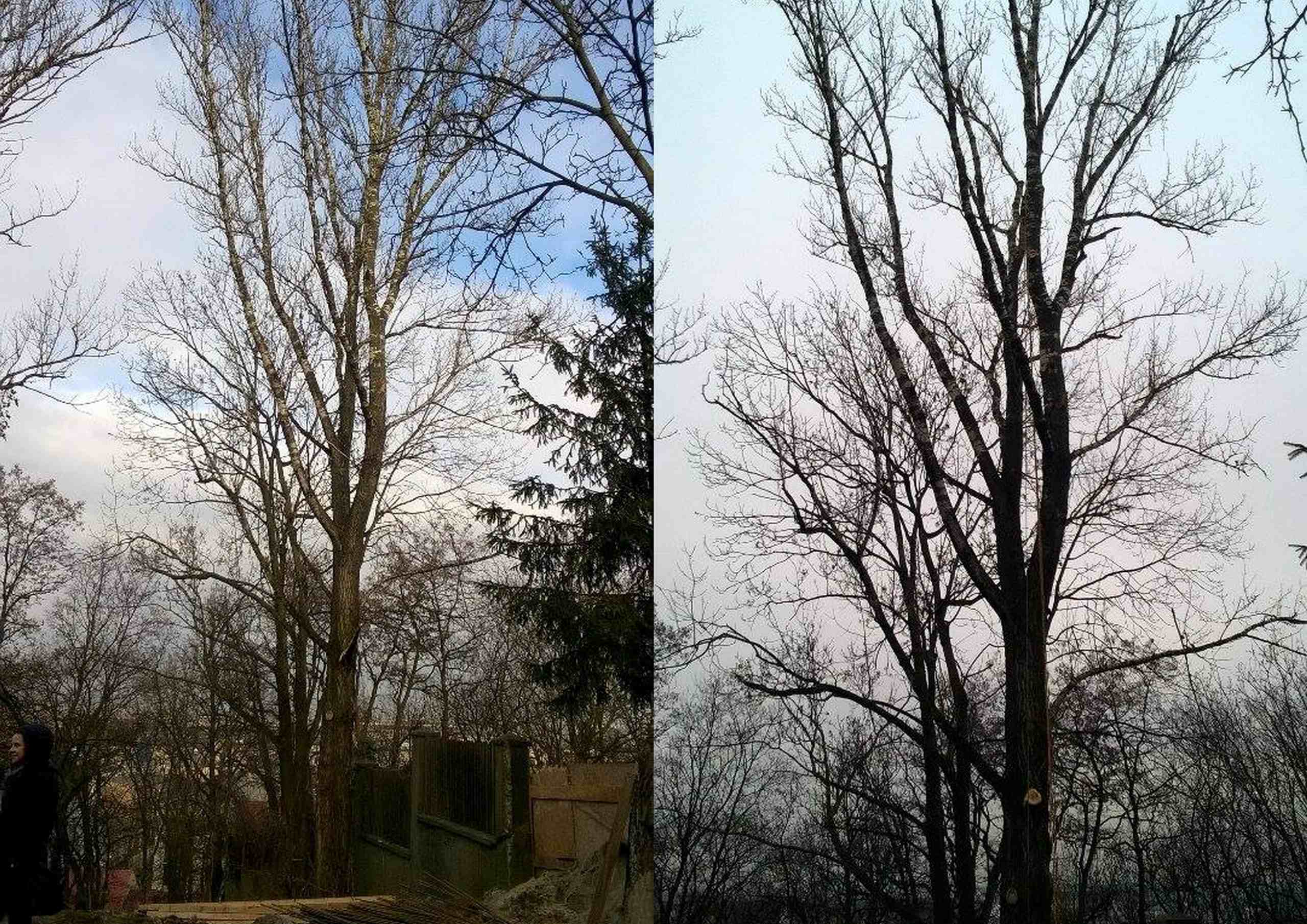 drzewa przed i po zabiegu pielegnacji